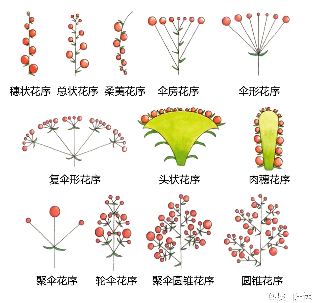 这种花在花轴上排列的方式和开放次序称为花序