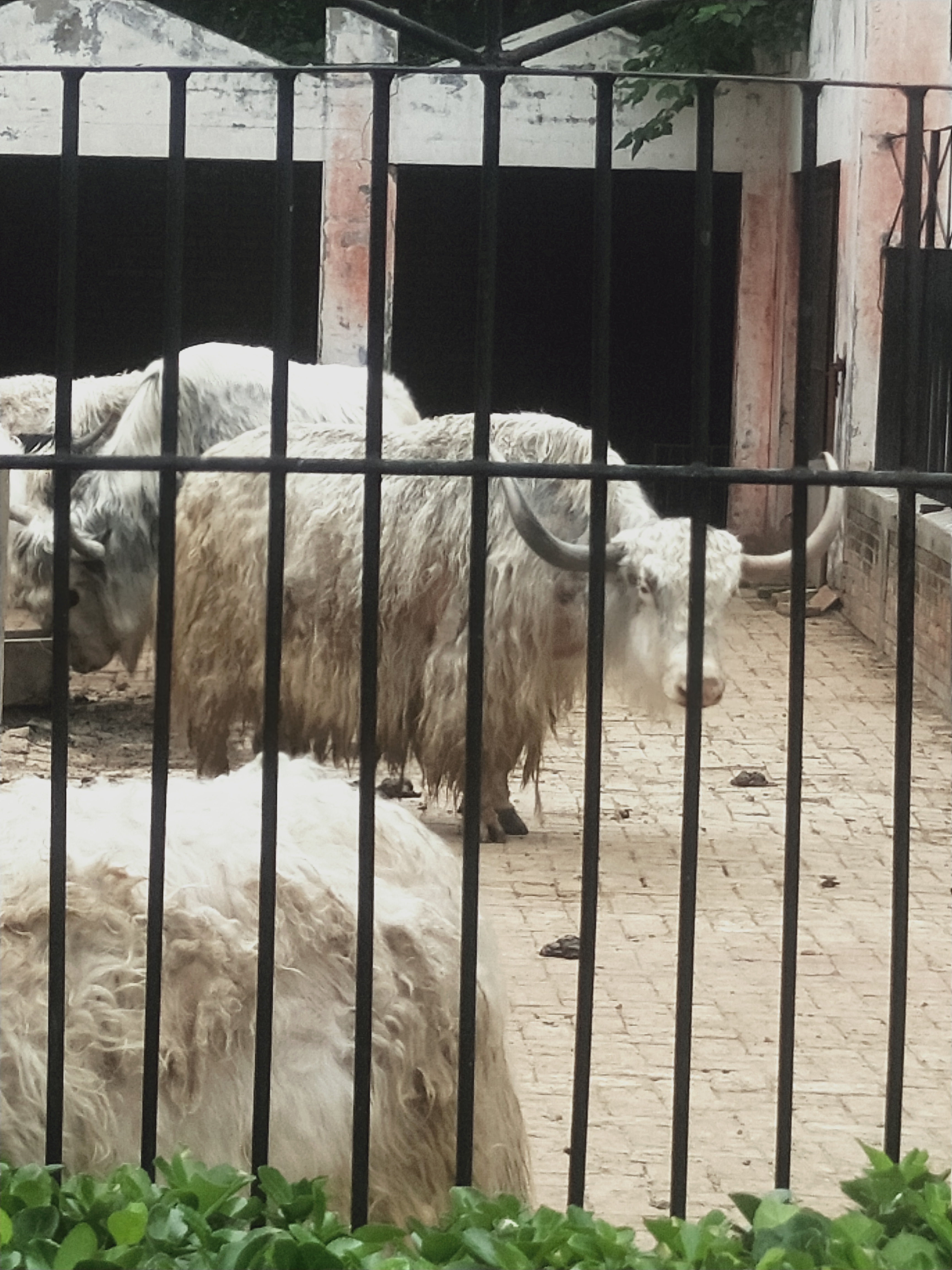 保定動物園家人們，門票才15！！|光·遇 - 第20張