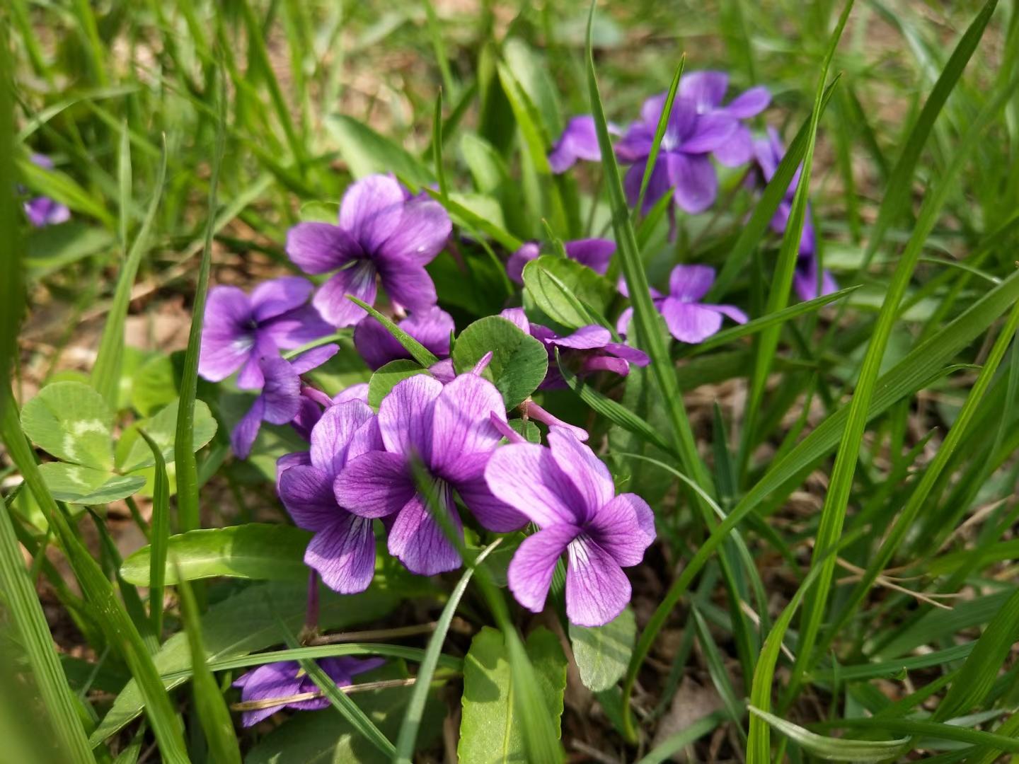 紫花地丁和(阿拉伯？)婆婆纳