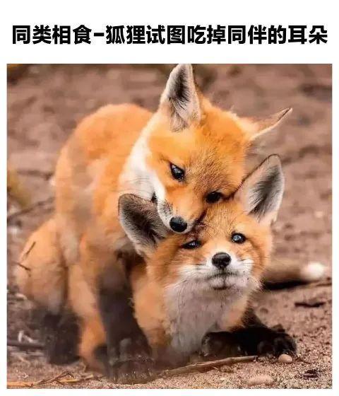 每日沙雕图