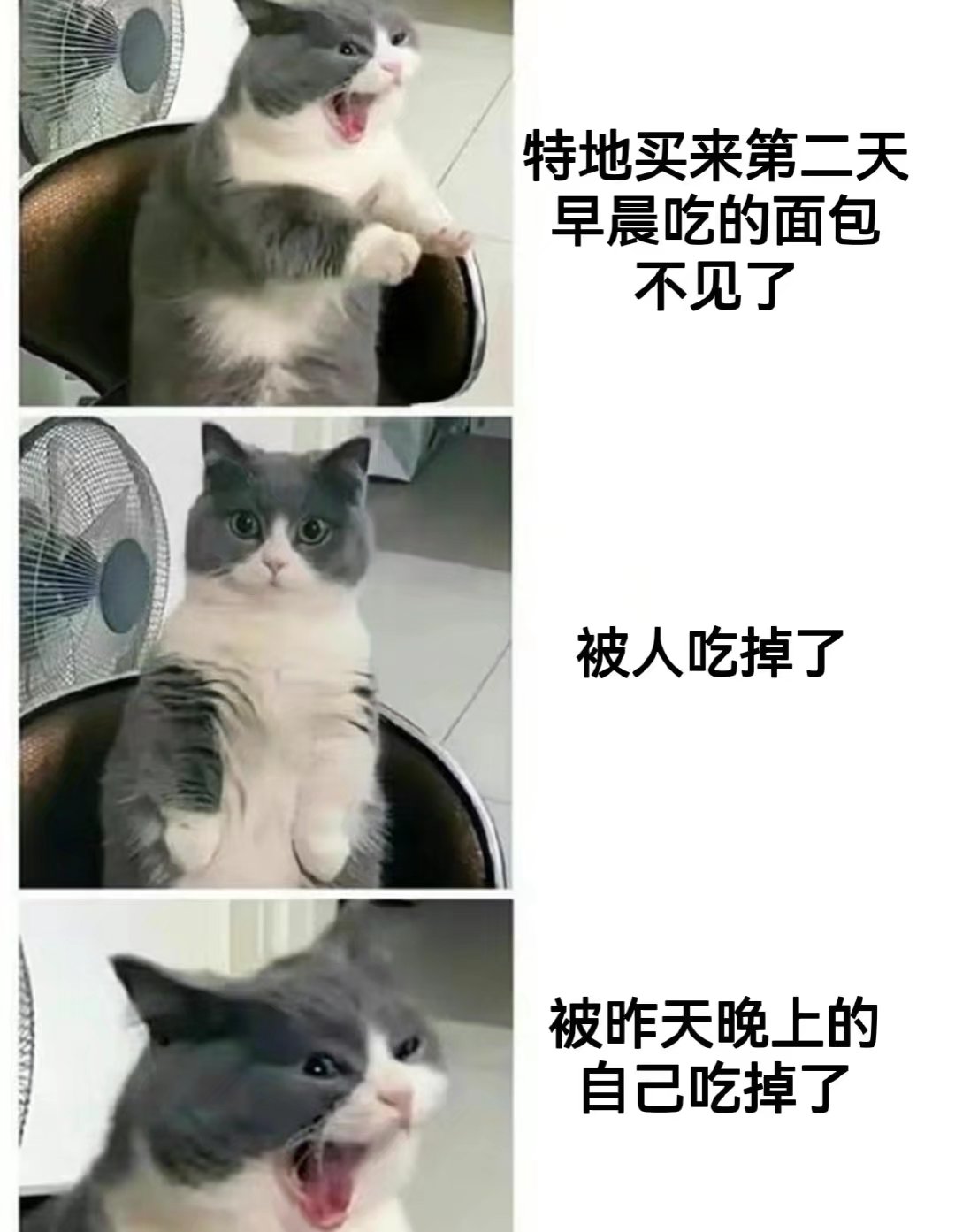 今日memes（43）|泰拉瑞亚 - 第4张