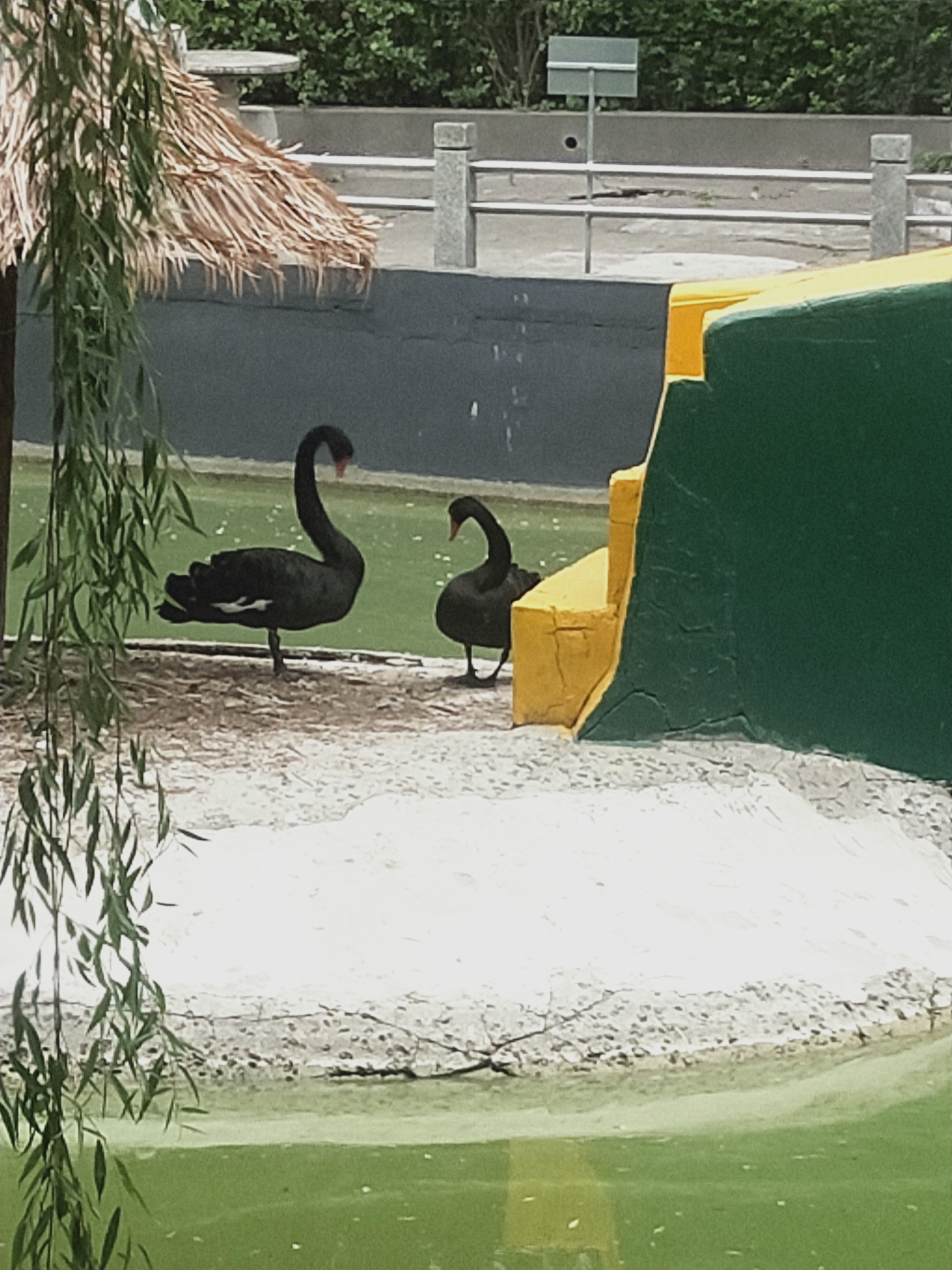 保定動物園家人們，門票才15！！|光·遇 - 第16張