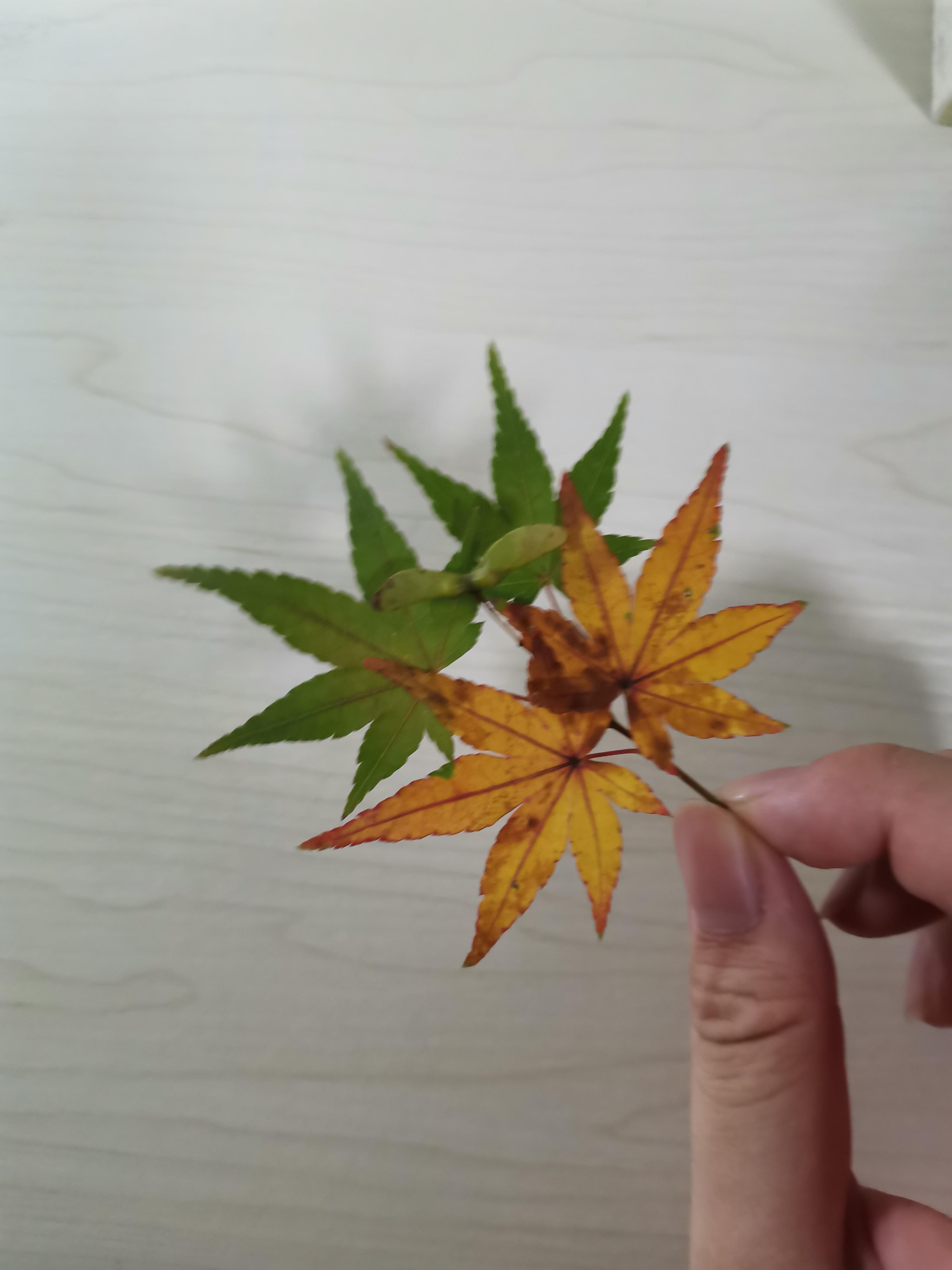 富哥爱情故事！老农同人文！