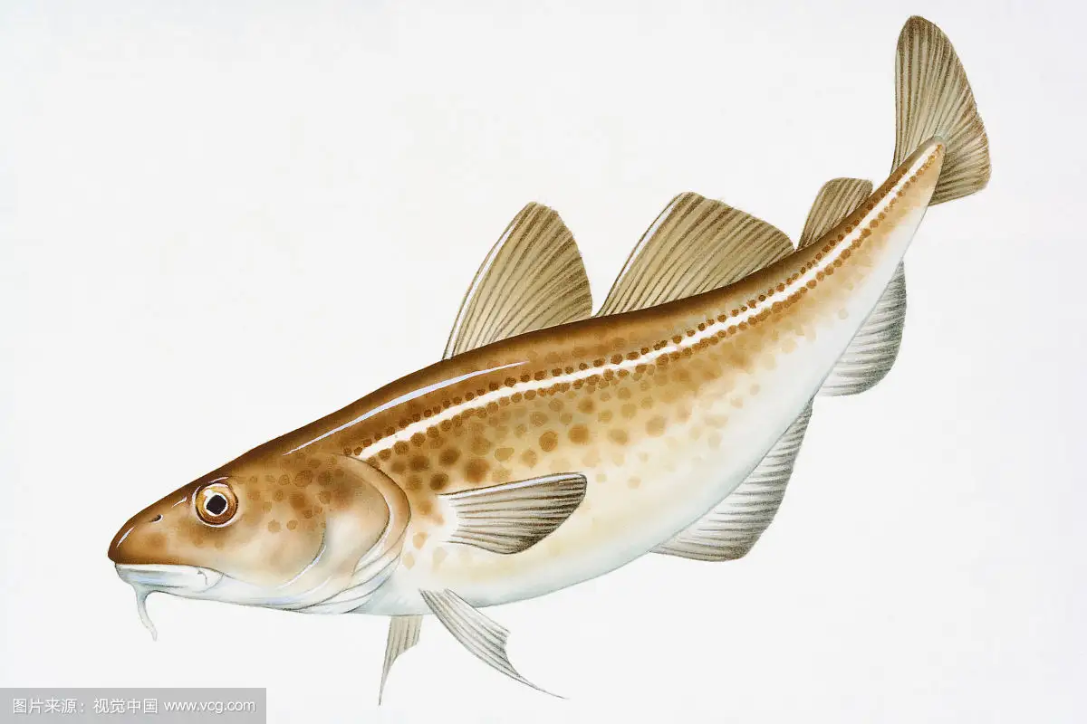 每日动物图分享（二十）鳕形目