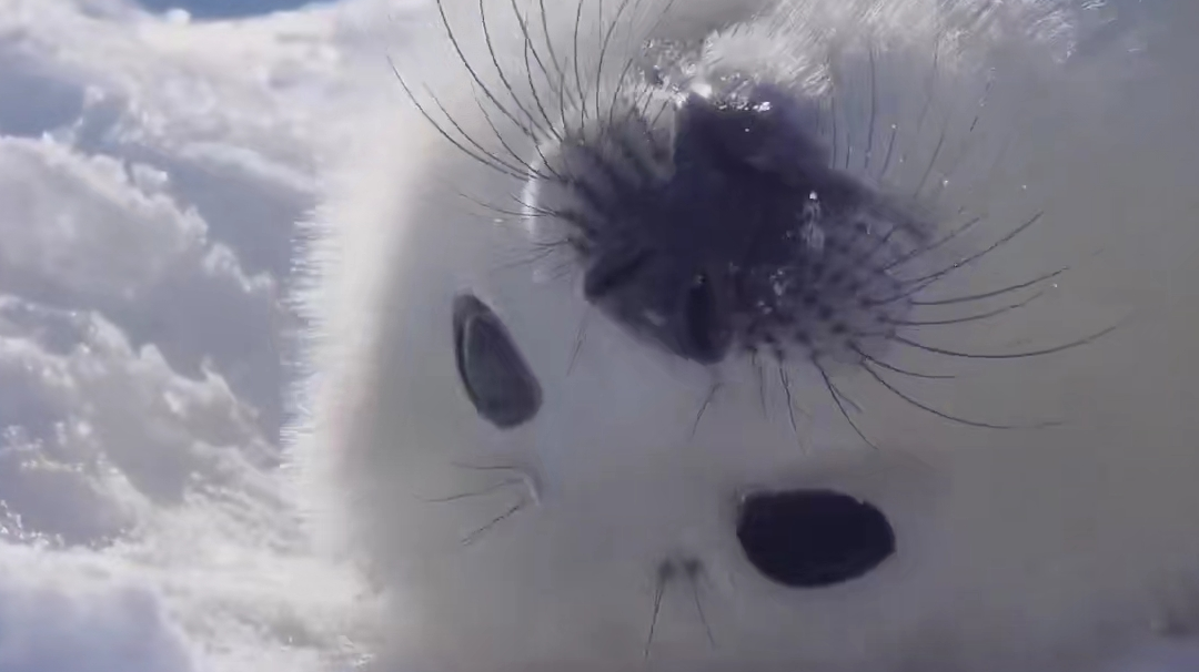 关于娜娜的另一种推倒方式