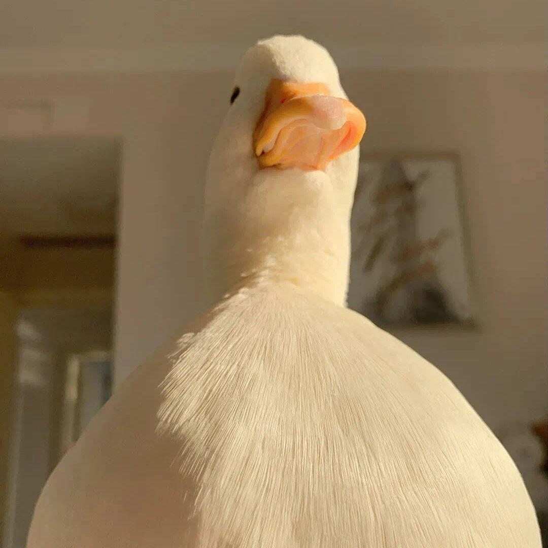 日常单腿跳 最快乐的过关方式