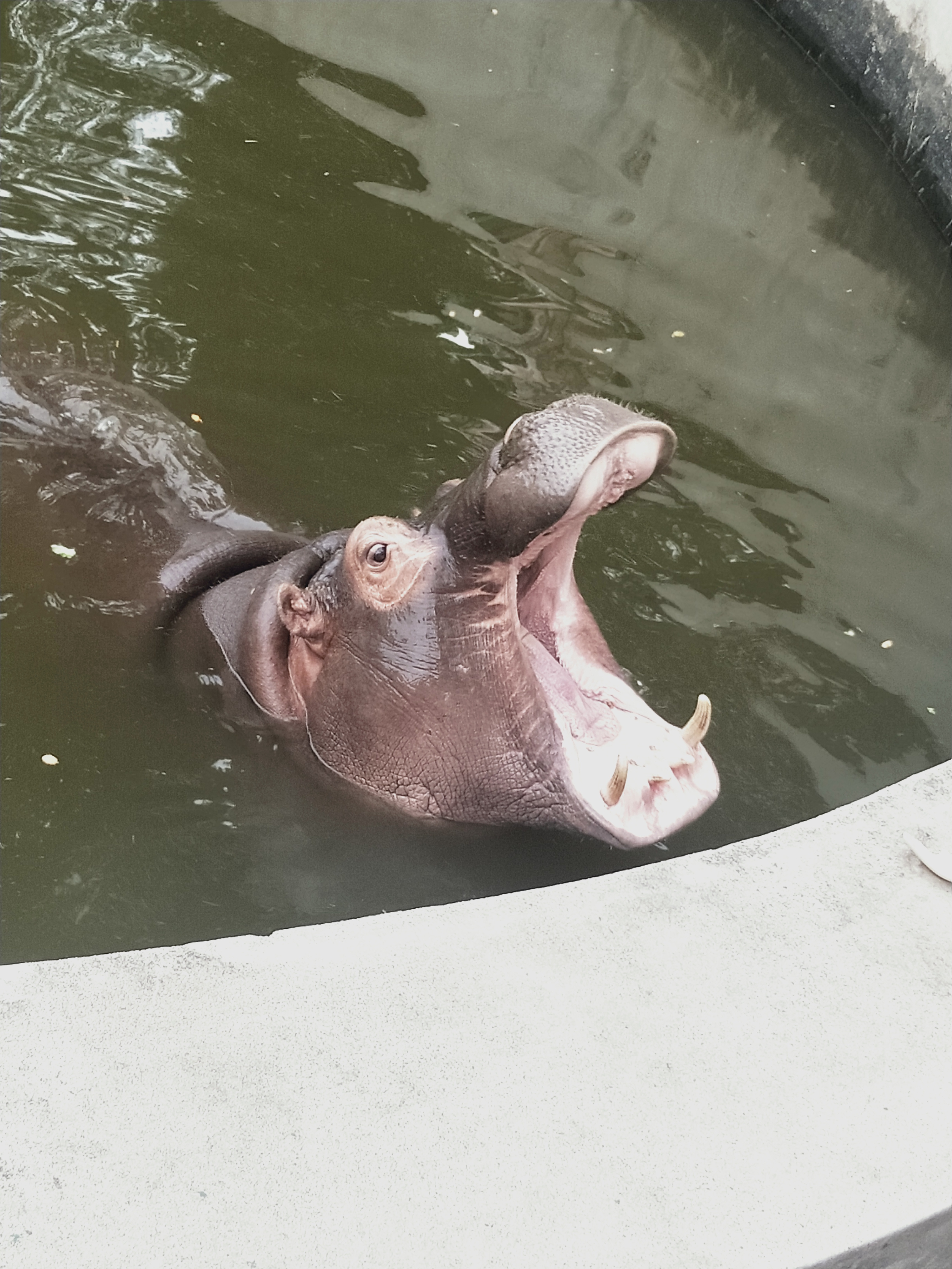 保定動物園家人們，門票才15！！|光·遇 - 第18張