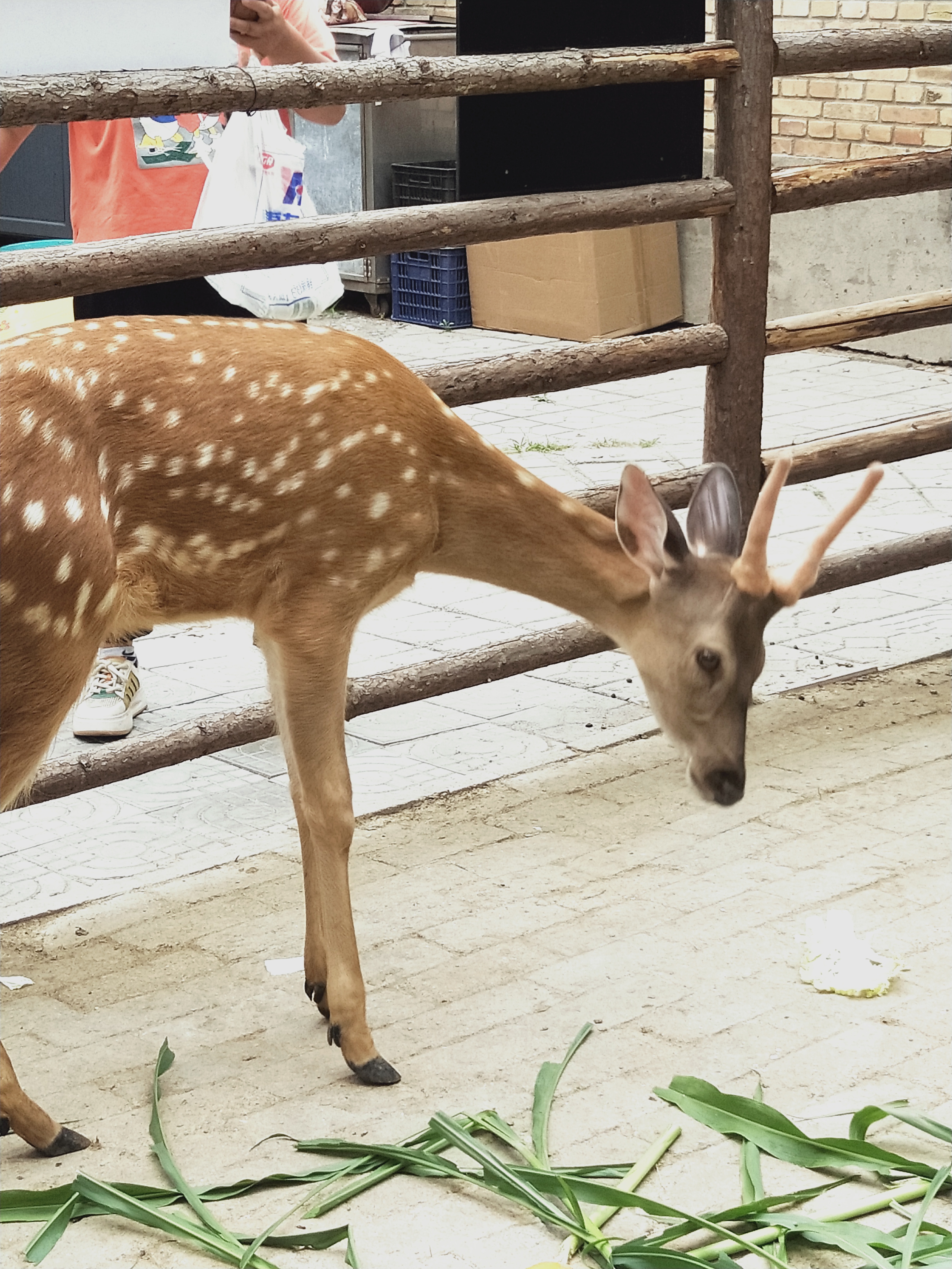 保定動物園家人們，門票才15！！|光·遇 - 第5張