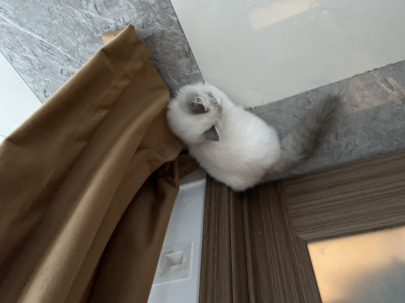 棉花的日常|貓旅館物語 - 第9張