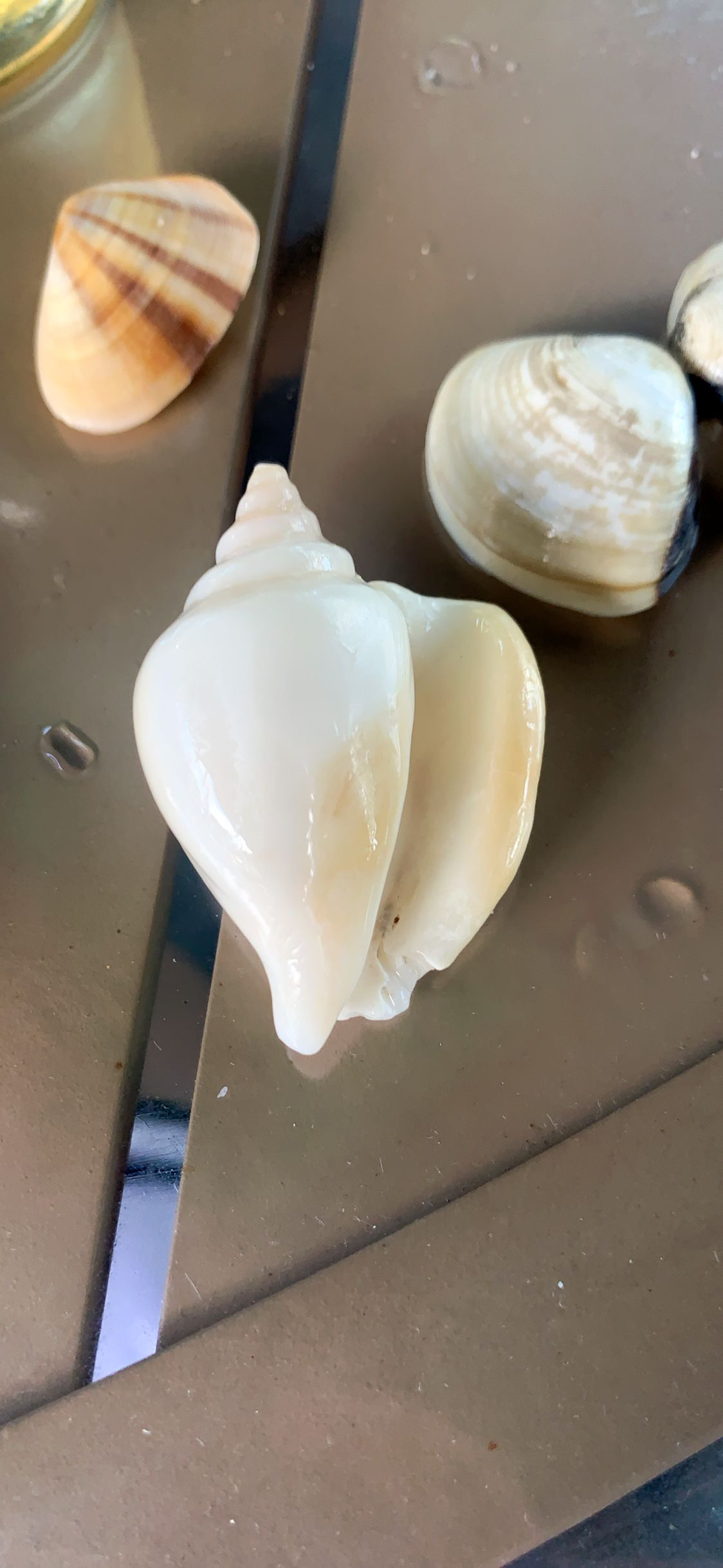 要用海螺吸引海螺