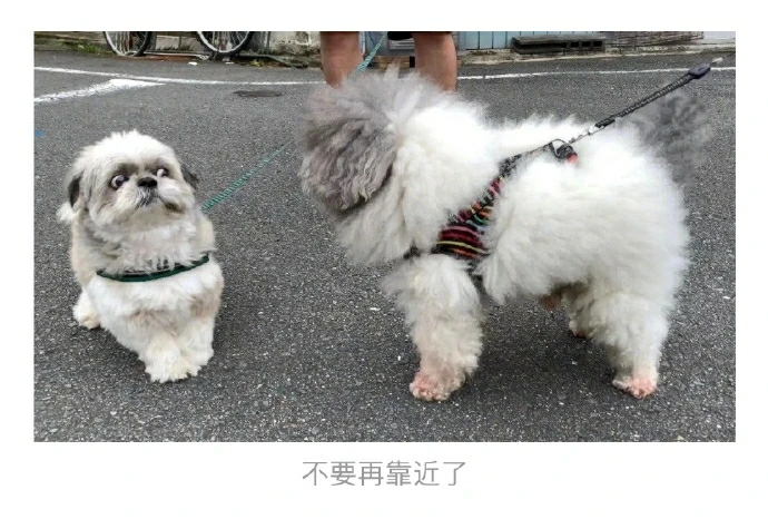 来点沙雕图【79】|来自星尘 - 第2张