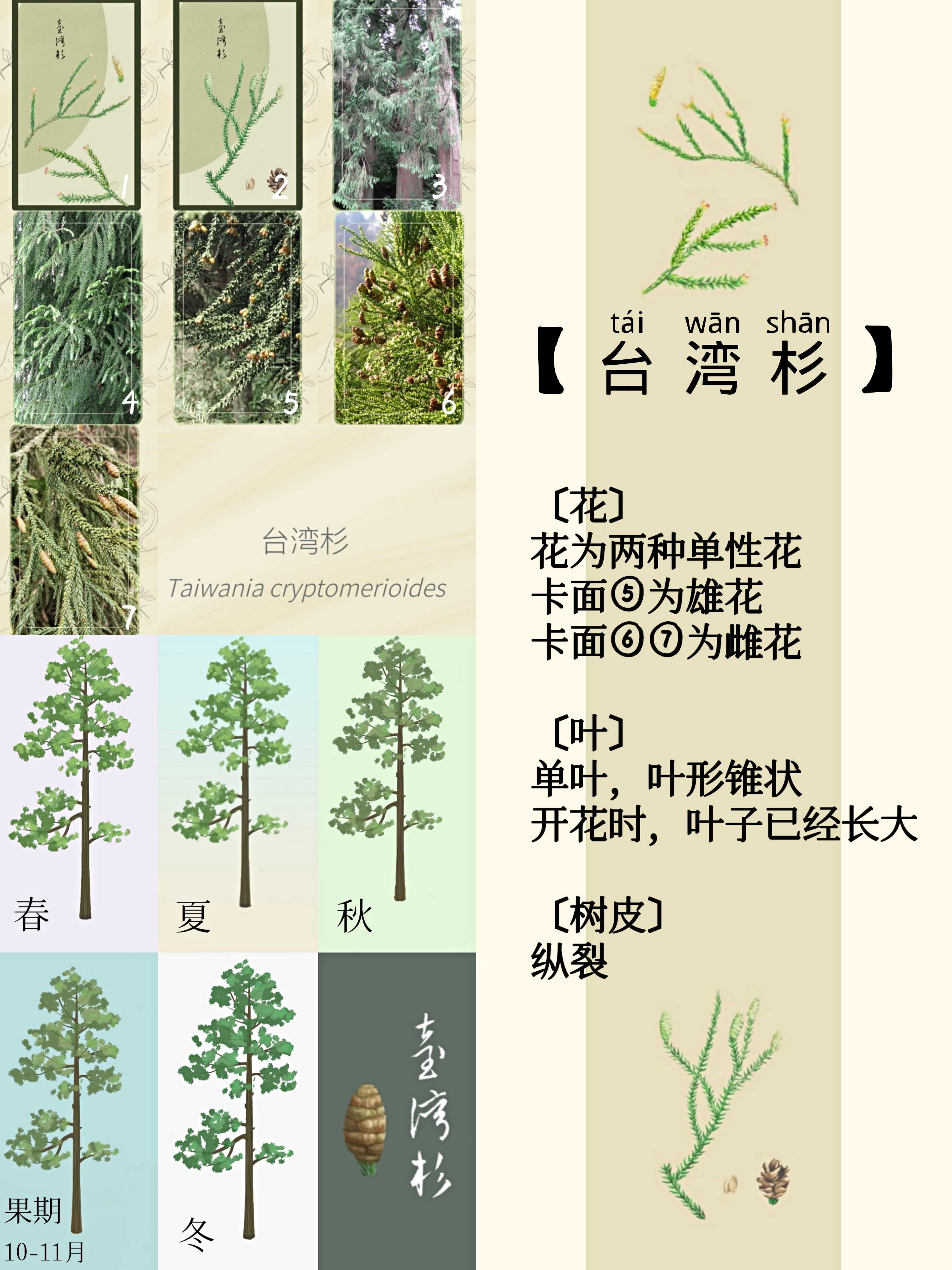啊嘞今天是台湾杉 - 老农种树综合讨论 - TapTap 老农种树论坛
