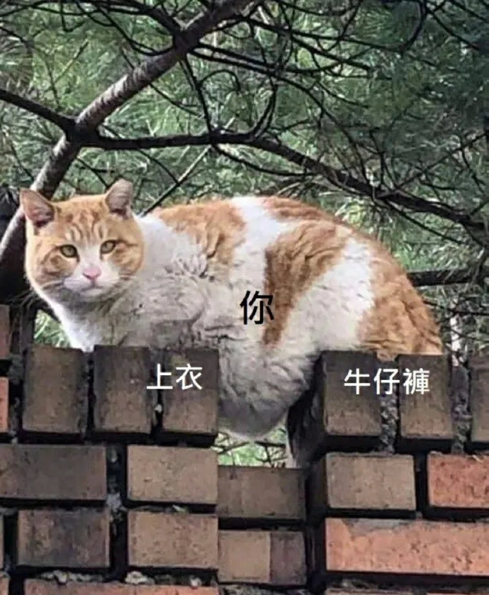 嘿嘿，沙雕圖來咯【80】|來自星塵 - 第15張