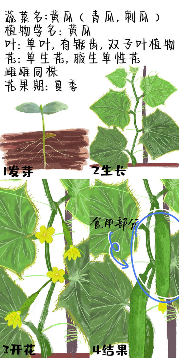 浅浅做个活动分母