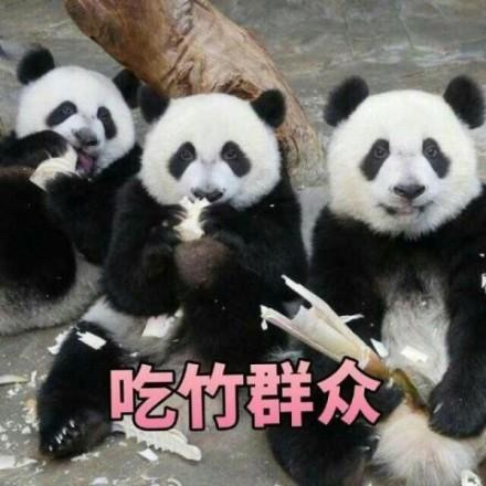 【蚁国趣闻】爆！国宝熊猫在蚁国也有亲戚！|小小蚁国 - 第2张