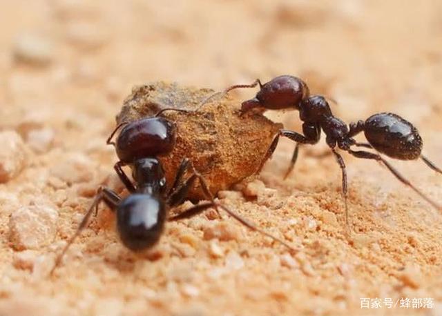 【螞蟻共創】兵螞，螞蟻家族中的戰士|小小蟻國