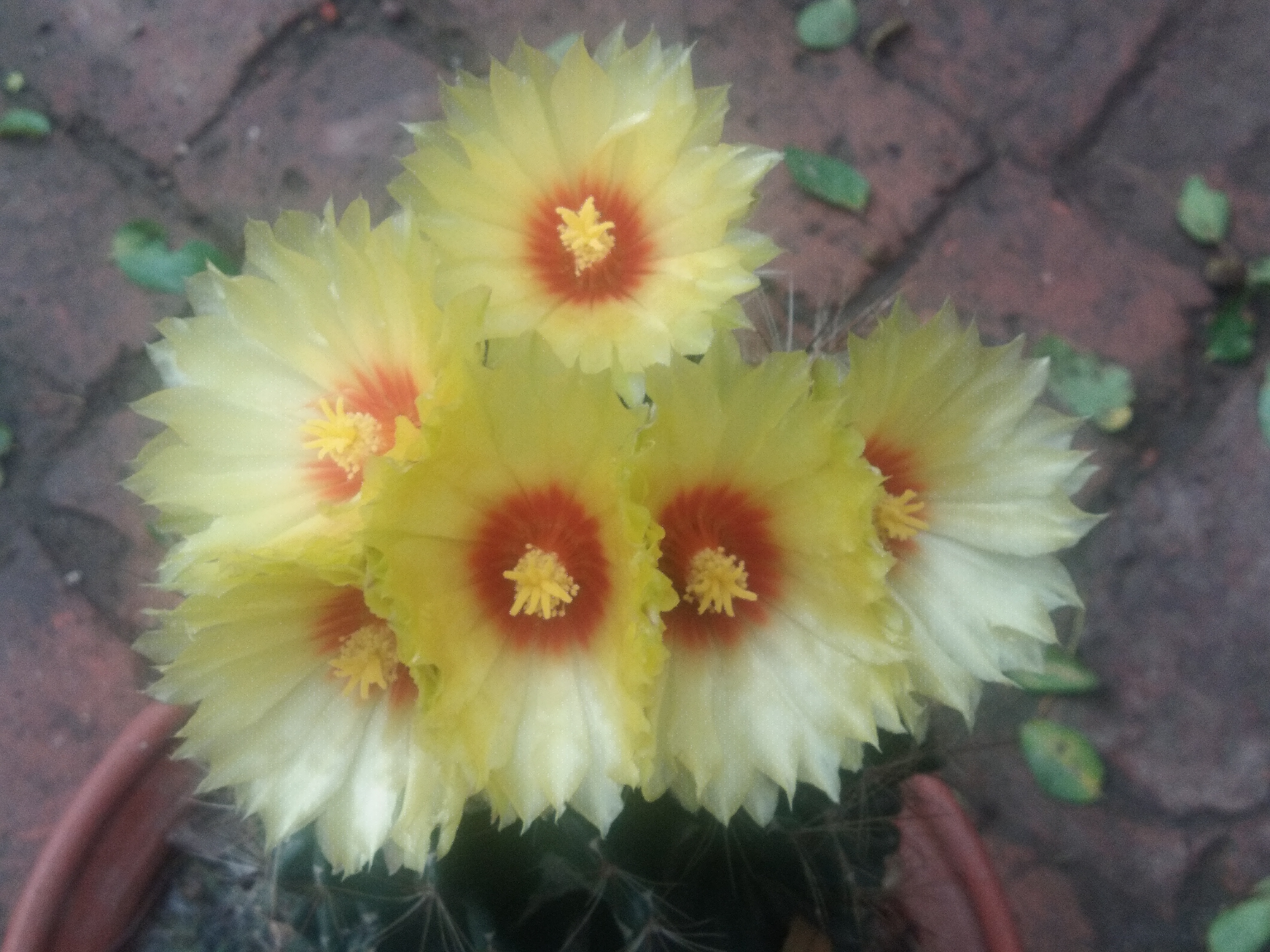 我家的仙人掌开花了^ω^开出了六朵小黄花好可爱哦