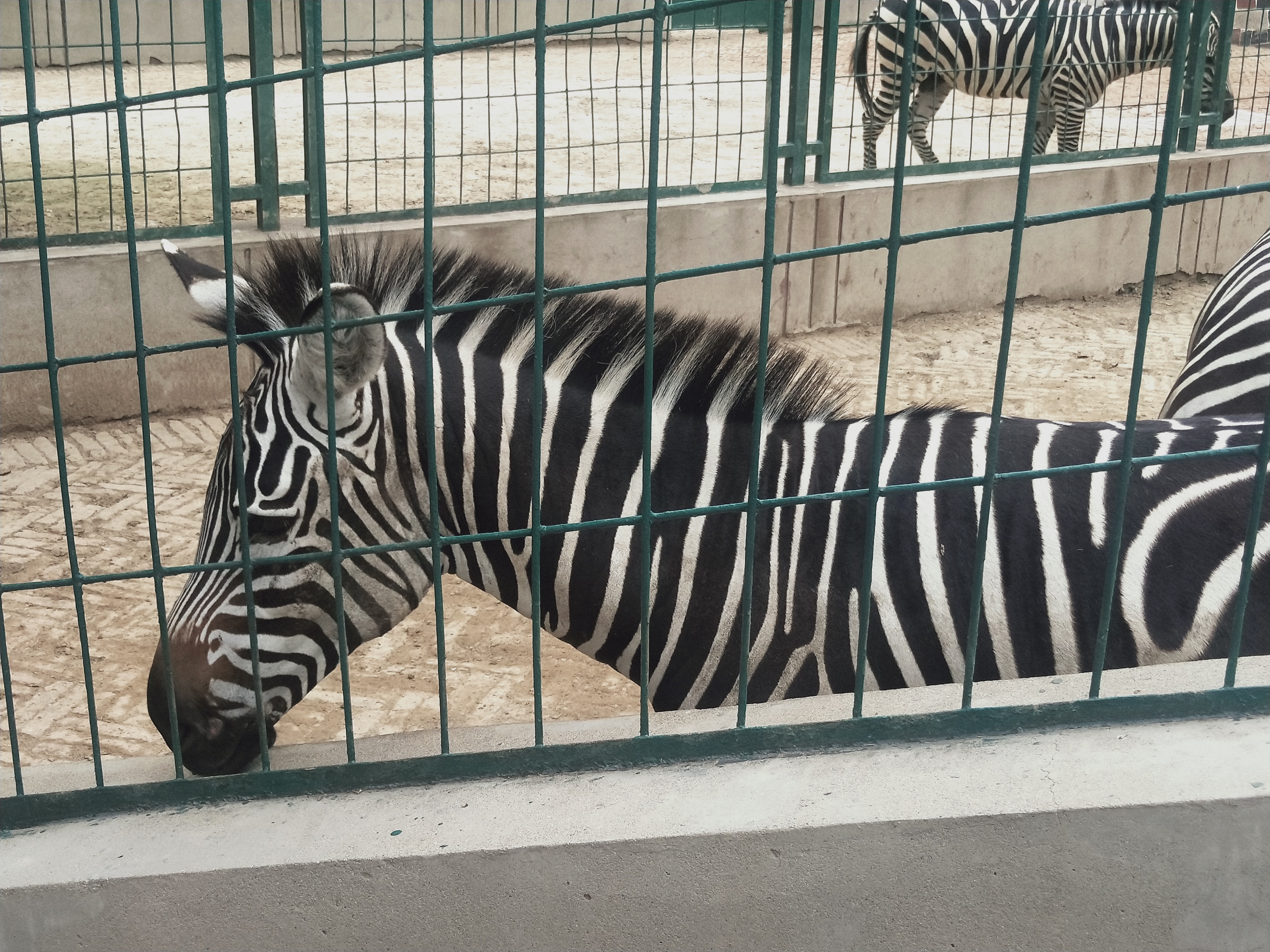 保定動物園家人們，門票才15！！|光·遇 - 第12張