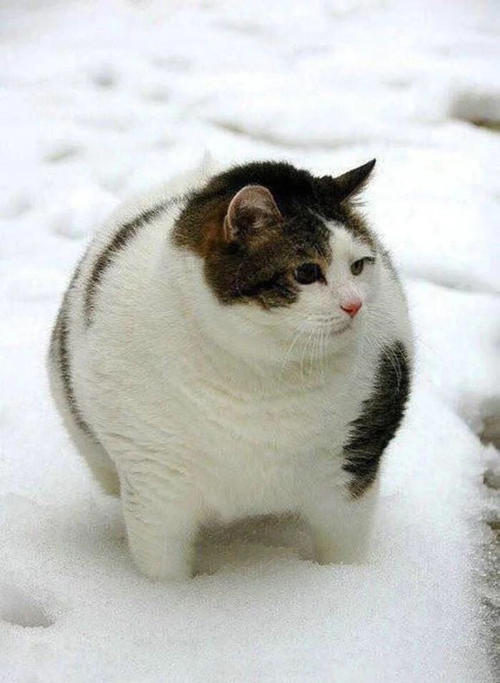 小花日记