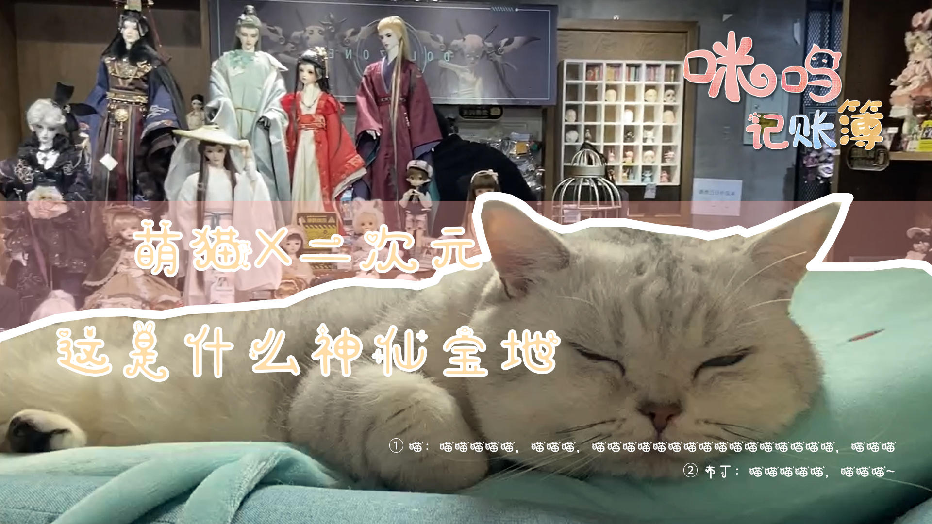 第二期<咪呜爱心公益>：迎驾，流浪萌猫们来啦~