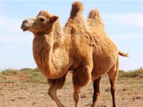 《艾蘭島動植物大百科》第四期之“駱駝”