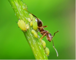 【蟻國趣聞】蟻國的甜蜜蜜，這就是我的蚜寶~|小小蟻國 - 第5張