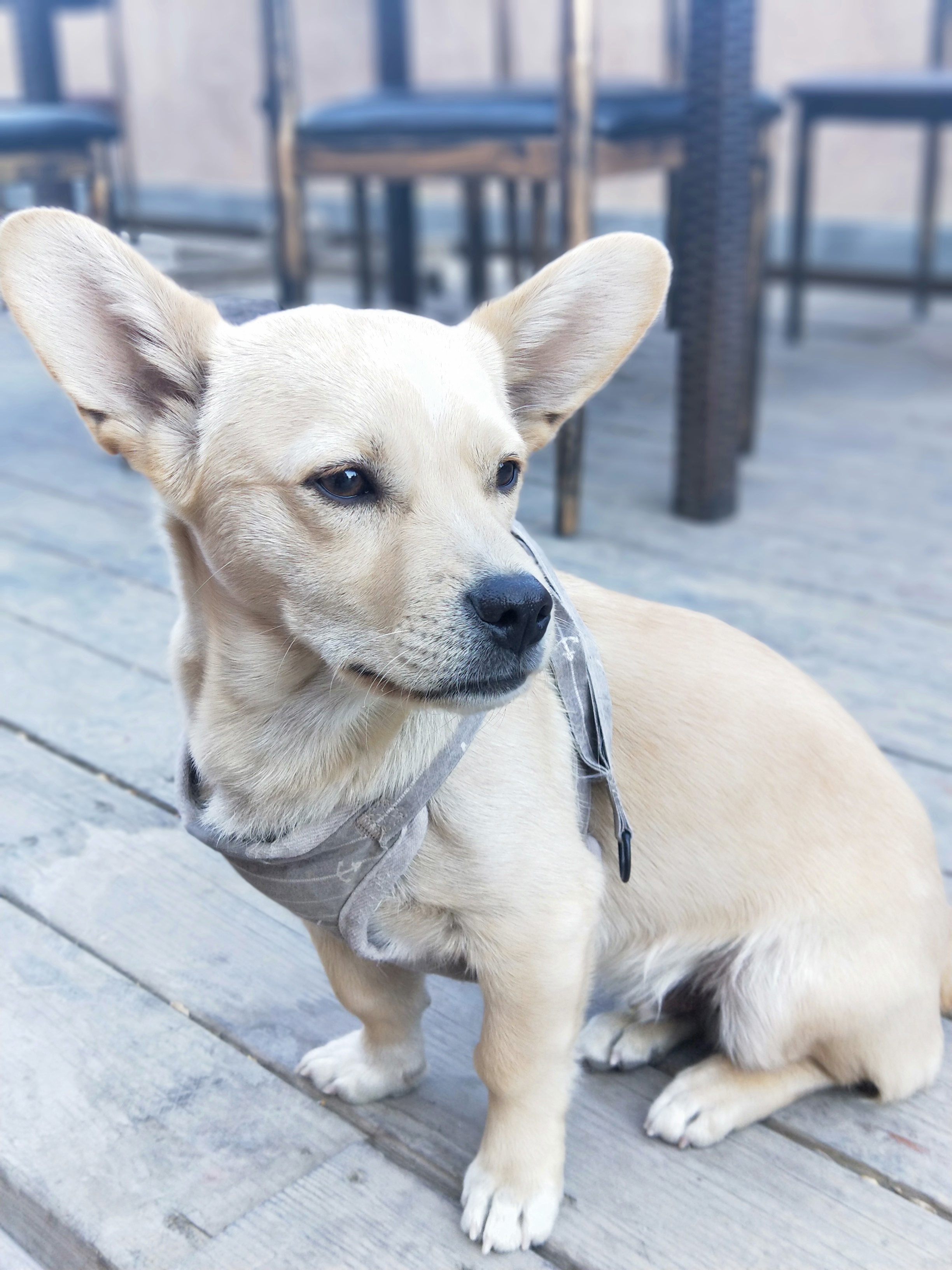 打完我苍牙死了,血影丝血没掉,录像回放更是没头脑,醉了