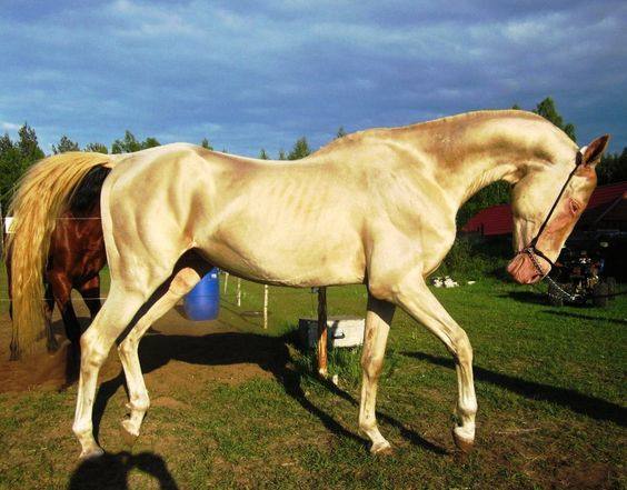 虽然还是小马驹,但是已经看得出是难得的好马.