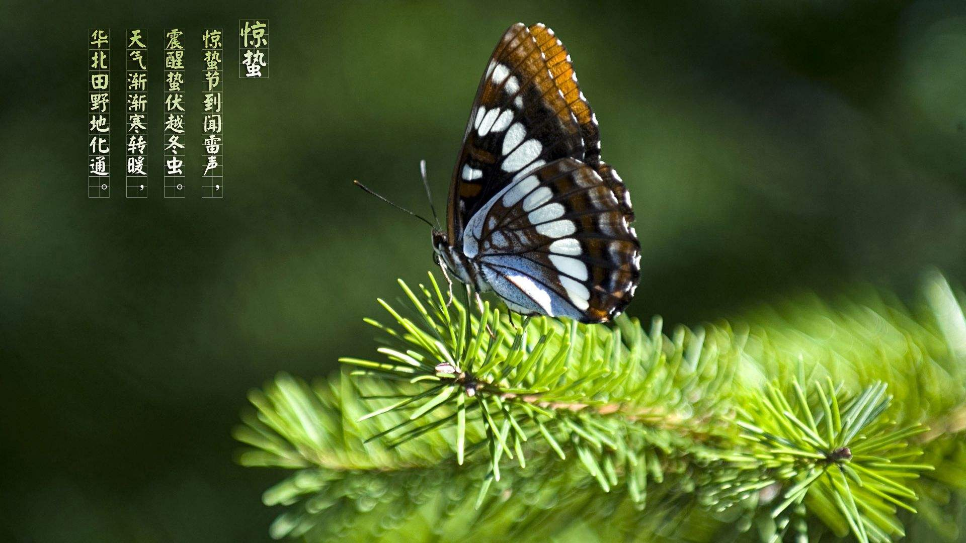 惊蛰-- 仲春已到，雷惊百虫，万物复苏