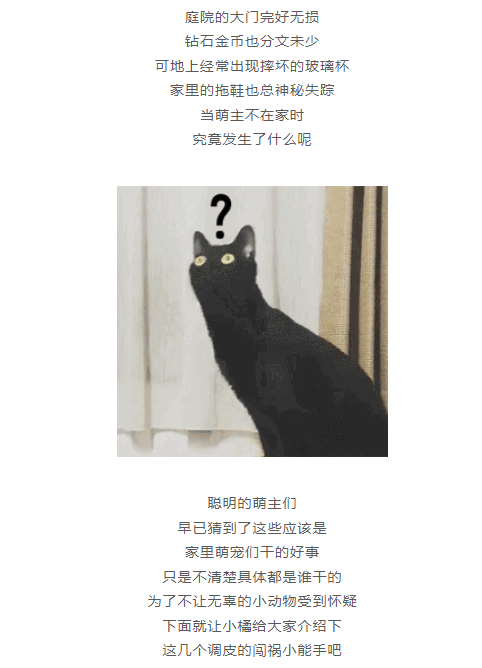 当萌主不在时，萌宠们竟然......