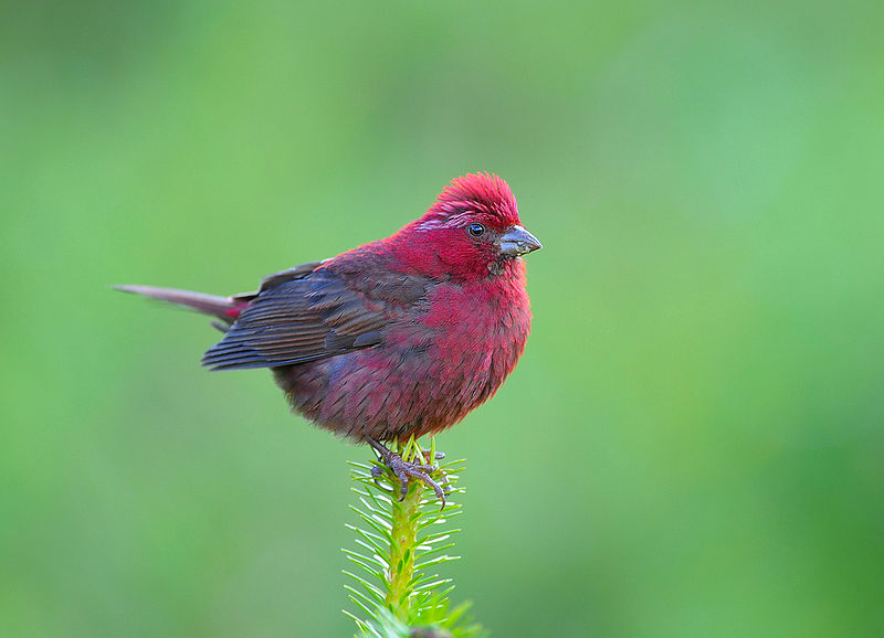 红山文化鸟类图片