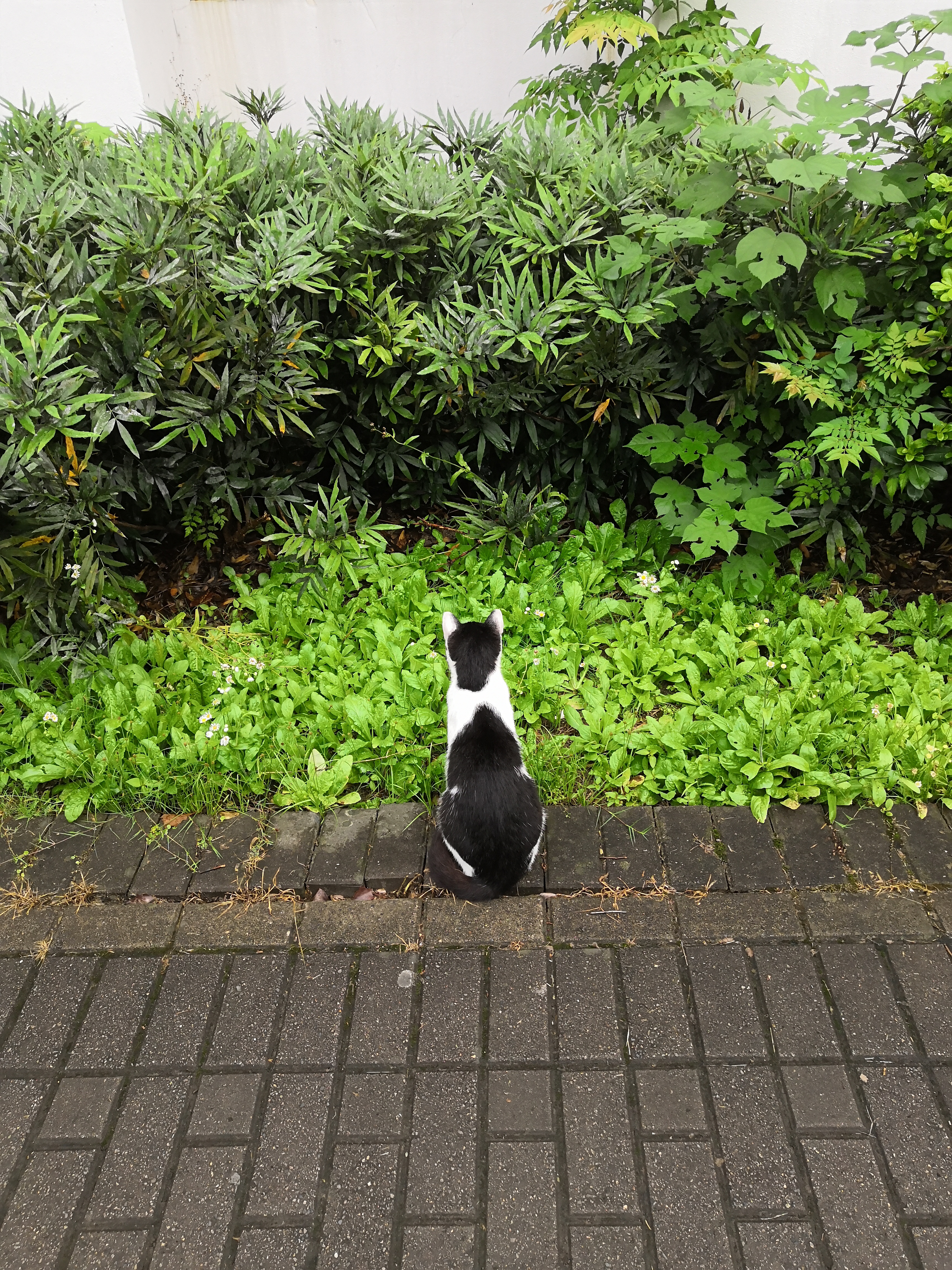 【猫咪创造营】一只把人当工具人的流浪猫(真实故事)