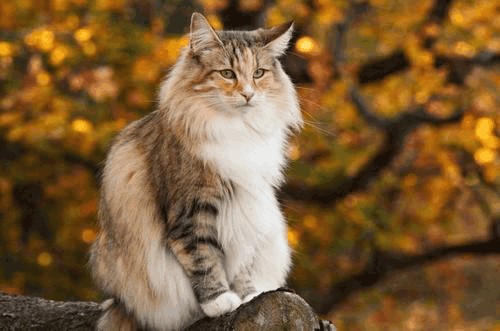 猫咪种类大解析—挪威森林猫