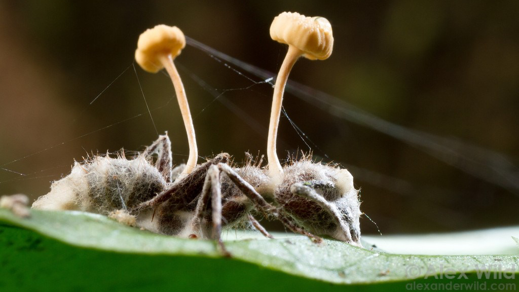 【蚁国趣闻】震惊！蚂蚁界的美食家竟是？|小小蚁国 - 第8张