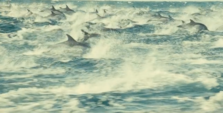 【浪的安利】史上最貴的紀錄片——《海洋》|代號：ATLAS - 第7張