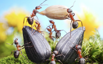 【蚁国趣闻】蚂蚁界的外卖小哥? 超时警告!|小小蚁国 - 第7张