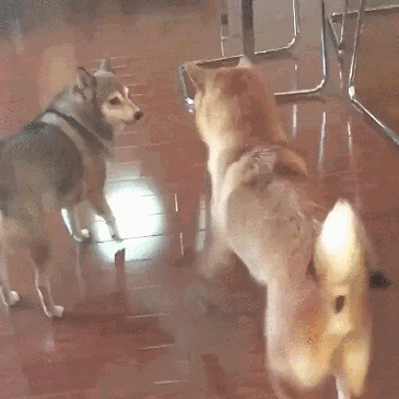 【妙招】狗子教你如何安然度过年会？