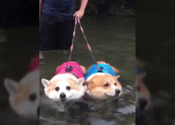 短腿柯基的另类逆袭