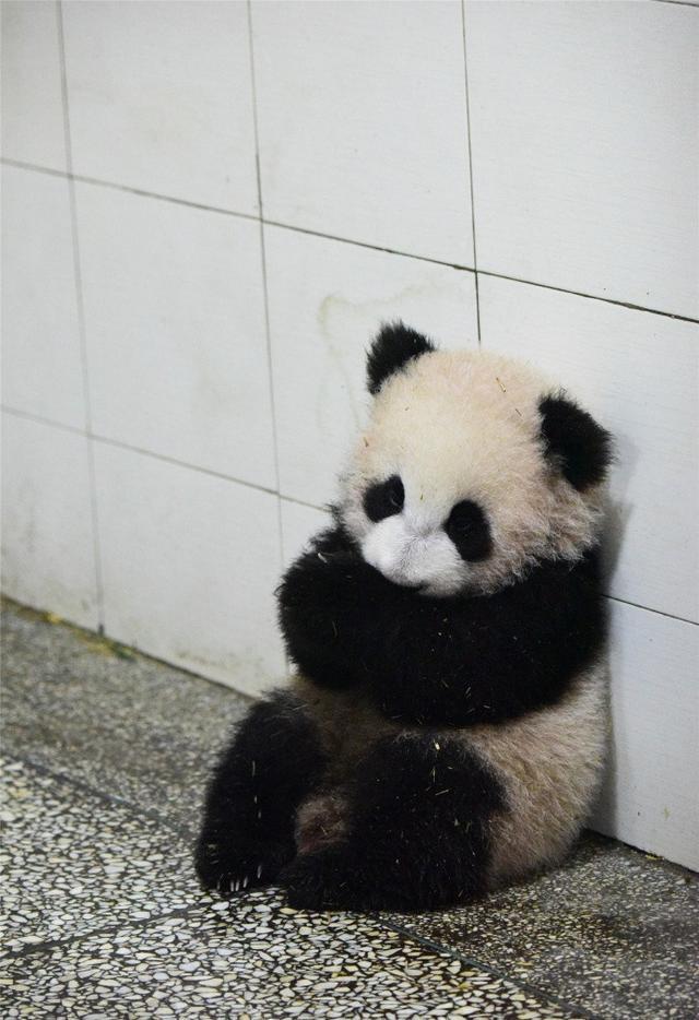 10连就一个a一个重复的b | taptap 战双帕弥什社区 | taptap 发现好