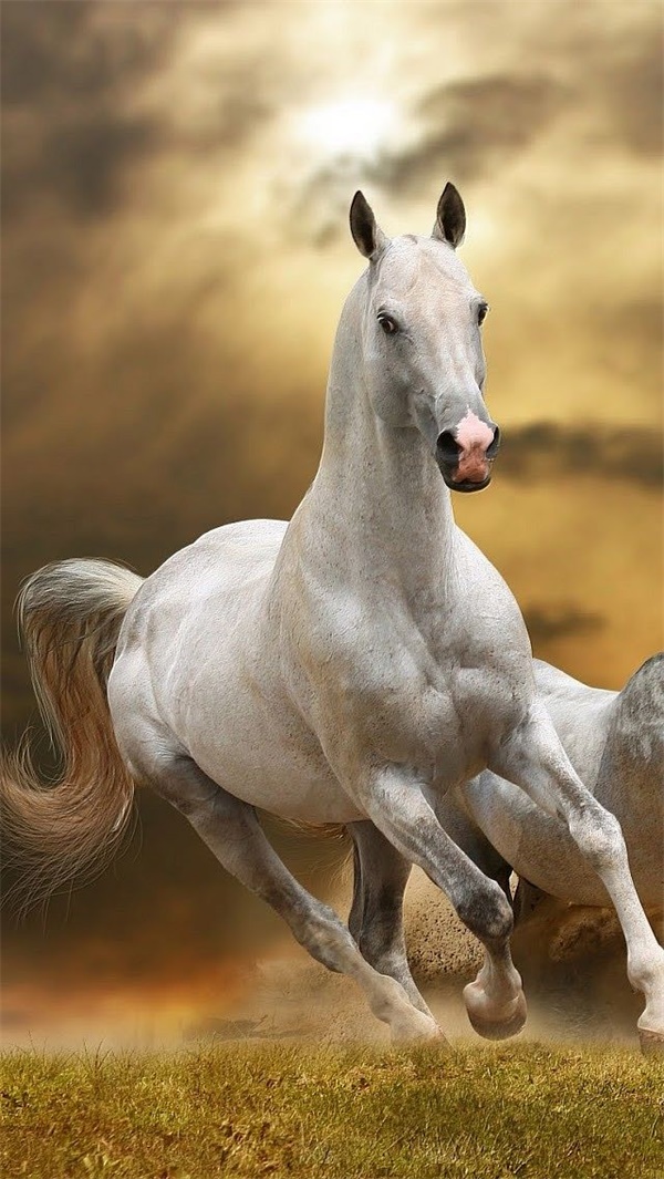 《飞马流星》分享一组精美骏马壁纸