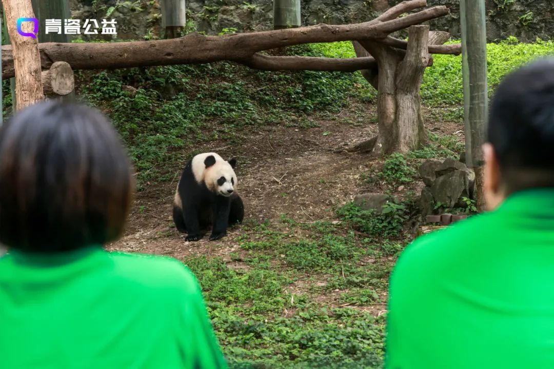 这里是大熊猫饲养员，任务已圆满完成！|最强蜗牛 - 第5张
