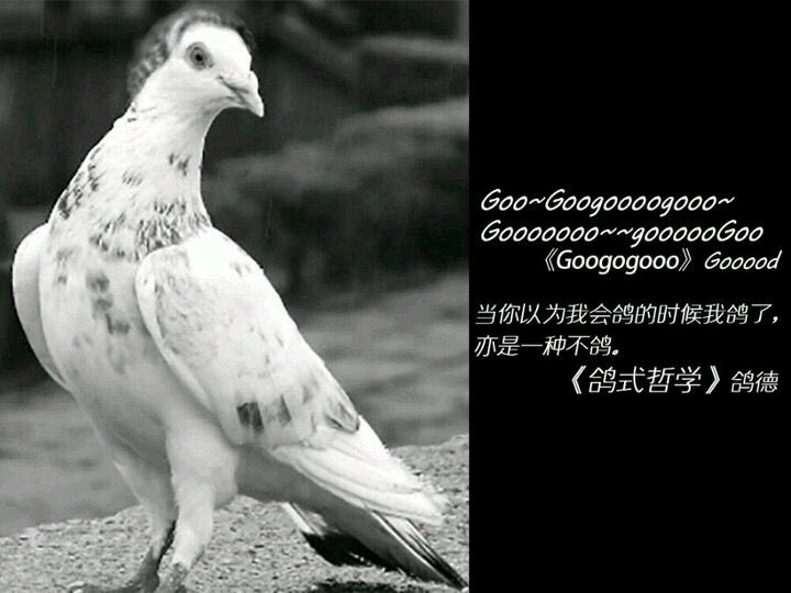 咕,咕咕,咕咕,咕咕咕