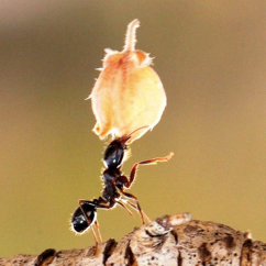 【蚁国趣闻】蚂蚁界的外卖小哥? 超时警告!|小小蚁国 - 第5张