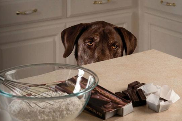 为什么都说，巧克力对猫狗来说是“剧毒”？