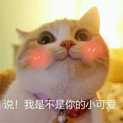 养猫小知识，新手养猫需要做什么？