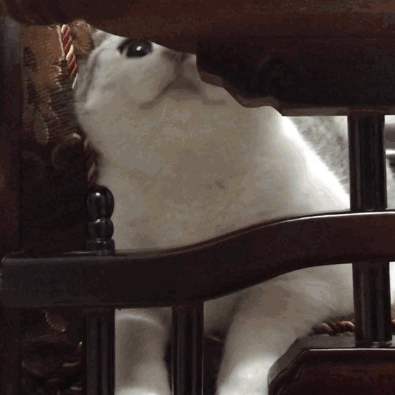 【每周一个猫咪小知识】猫的身体为什么可以收缩