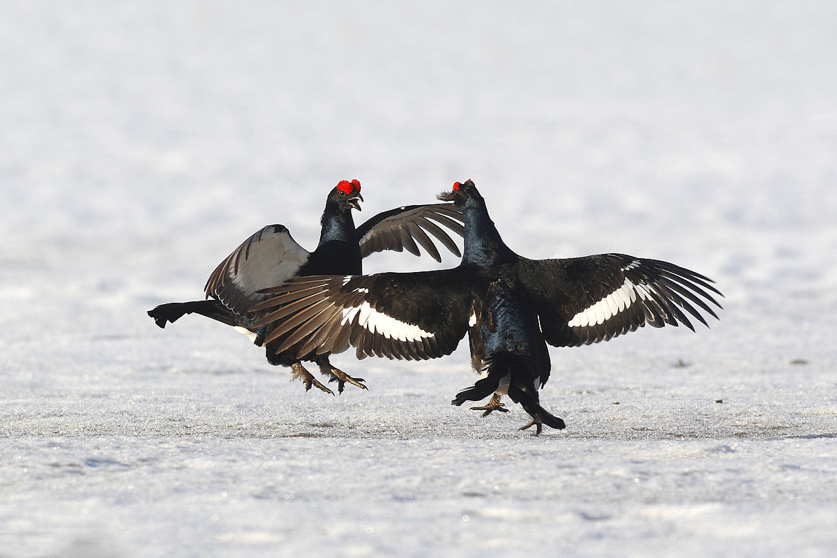 黑鸡,黑野鸡,乌鸡,学名:lyrurus tetrix,英文名:black grouse【鸟叫声