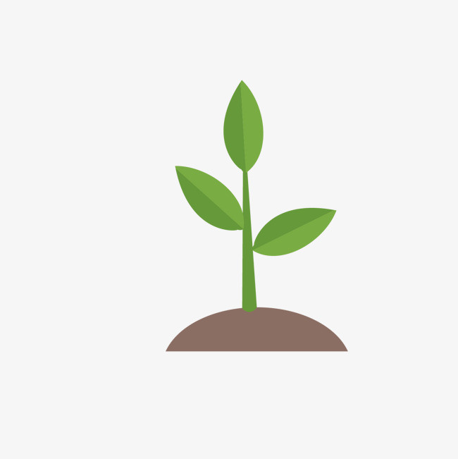 看,这有一颗优质土豆苗,绝不是某ty能比的,等你们