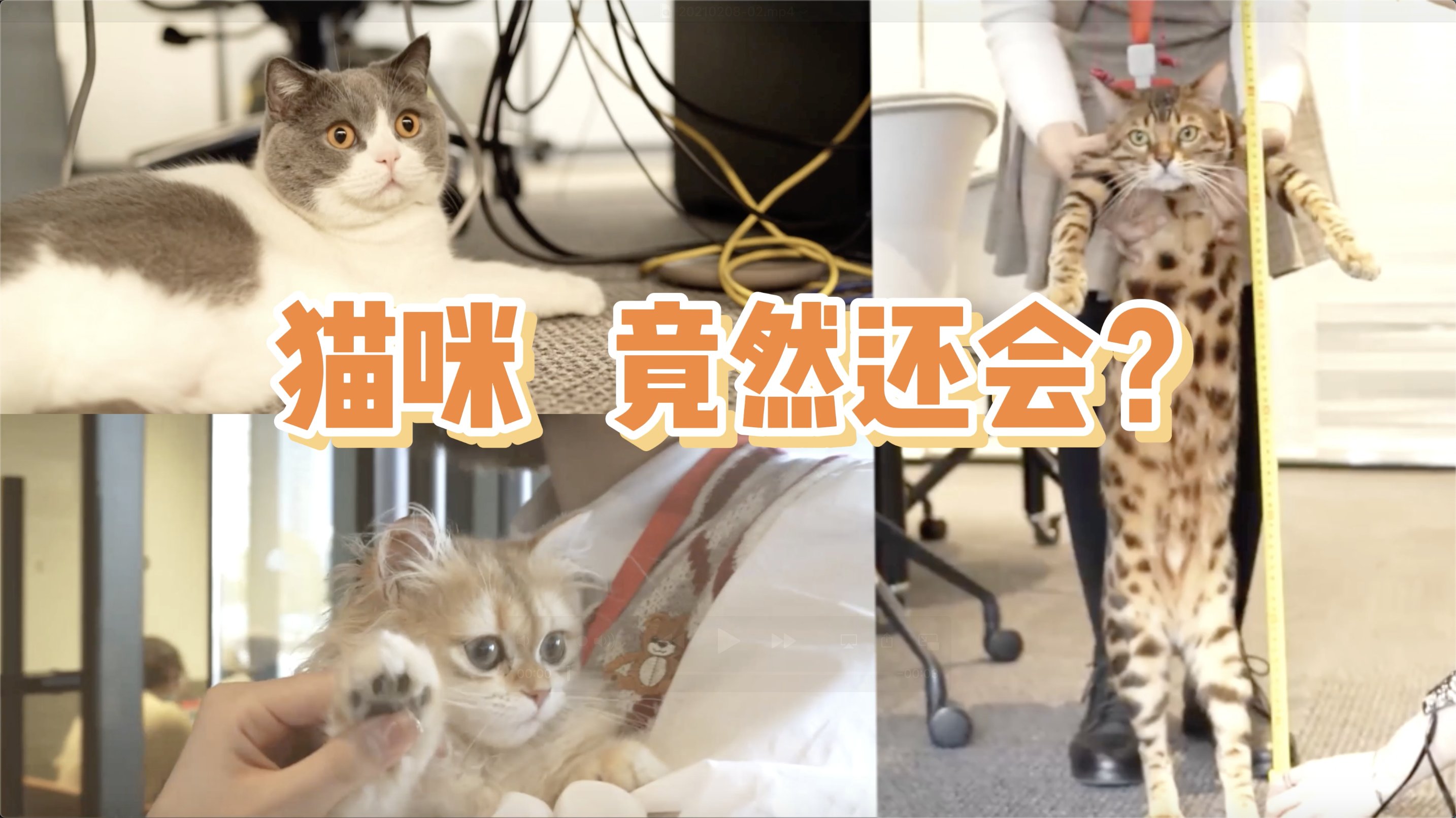 元宵节美味猫片，新鲜出炉~