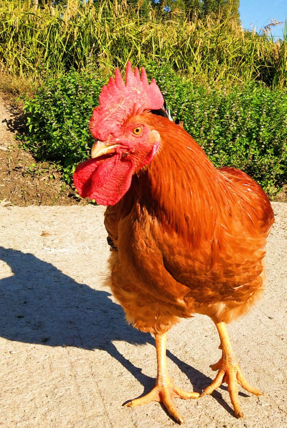 四月份活动人物介绍之-扫地鸡
